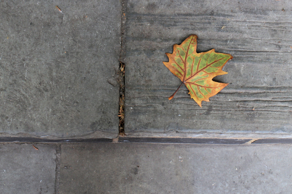 Leafy London Photograh