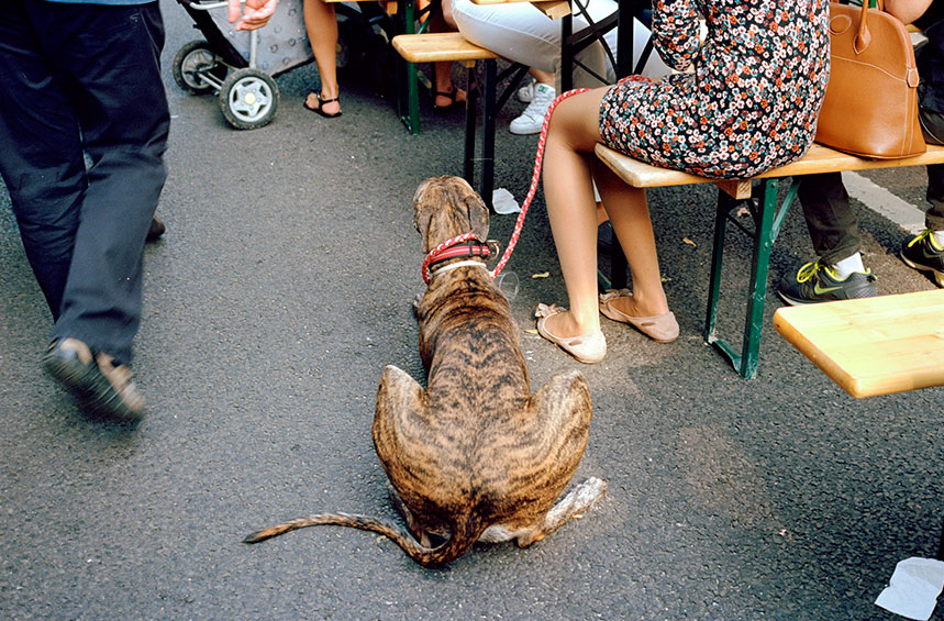 Brown Dog photograph