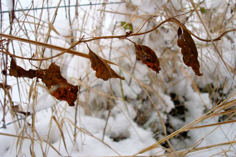 Leaves